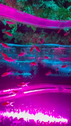 金魚の！