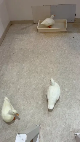 タンタンタン🎶