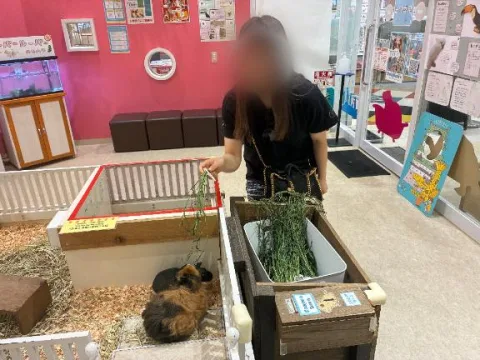チンチラにチモシーあげた