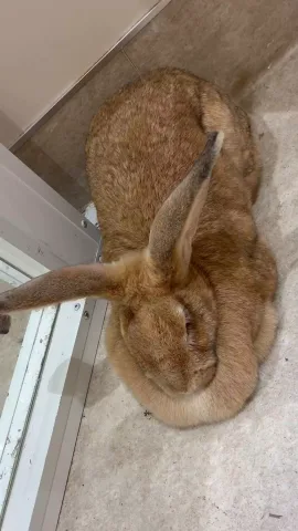 ジャイアントうさぎさーん！