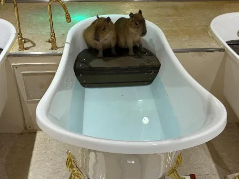 お風呂カピバラ