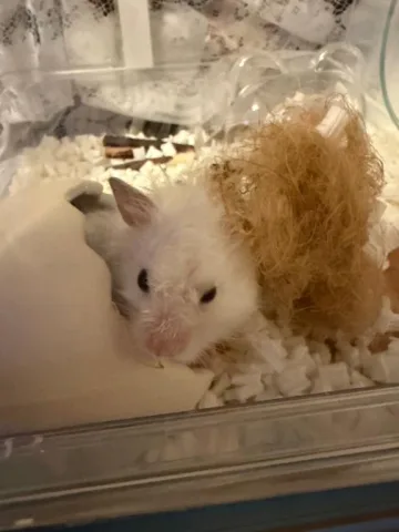 ハムちゃん🐹