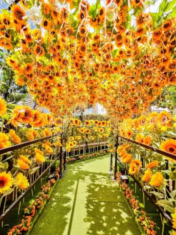 昼の向日葵🌻