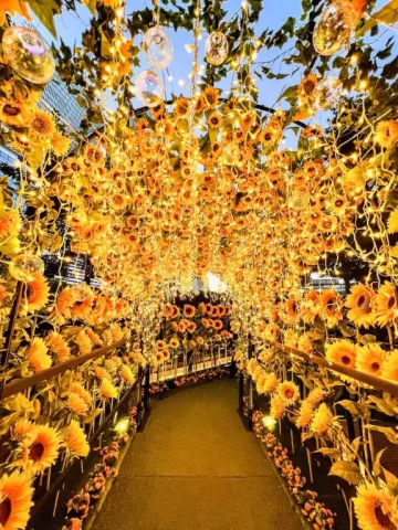 夕方の向日葵🌻