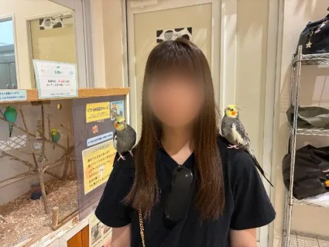 オカメインコ🦜