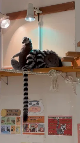 さいご壁ドンしてるぅ