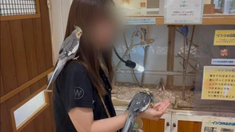 オカメインコ