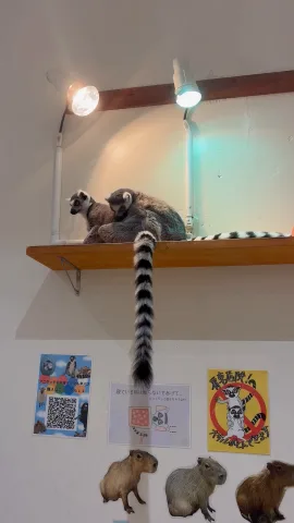 毛づくろい🎶