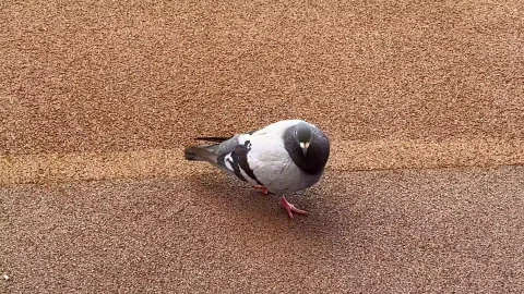 ハトも🐦