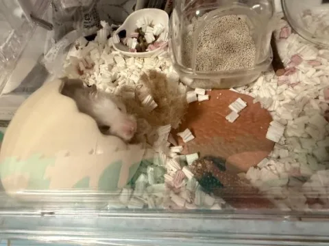 友達の🐹
