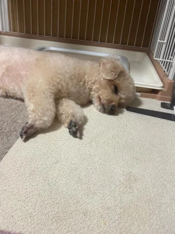 (トリミング🐶❤️)