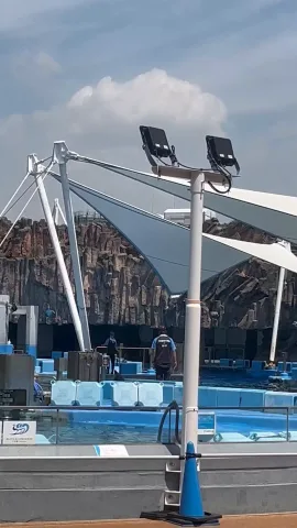 シャチの大ジャンプ🌊