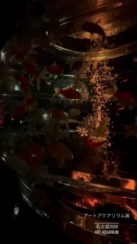 アートアクアリウム