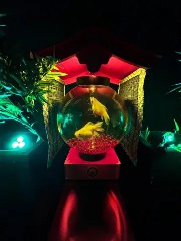 金魚鉢‼️