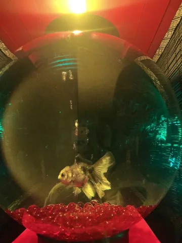 金魚にも癒されてきた✨️