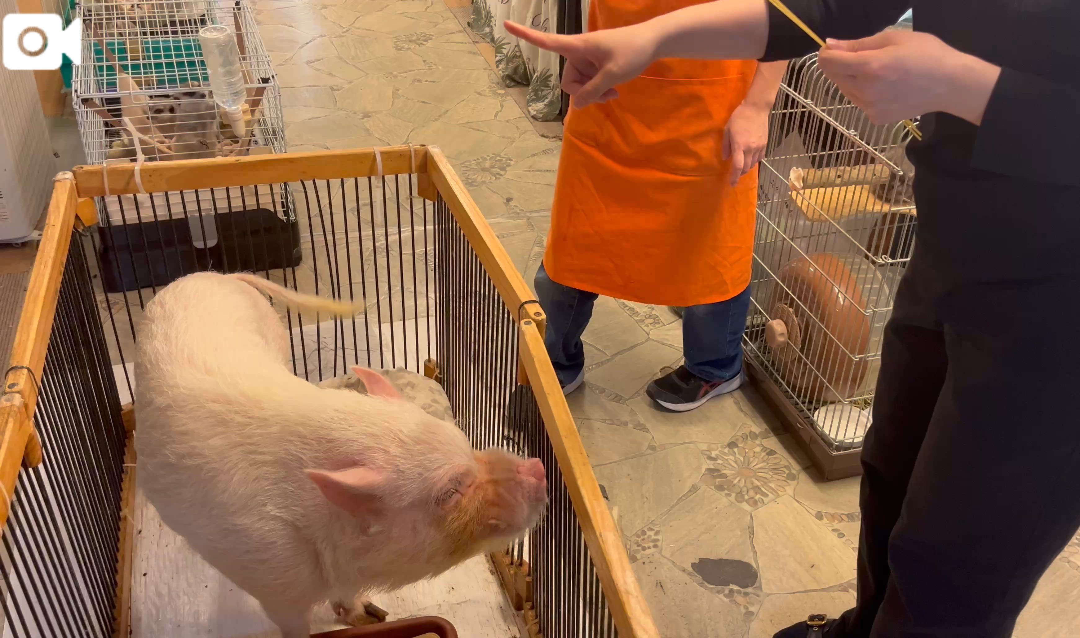 ミニブタのぽーちゃん🐽