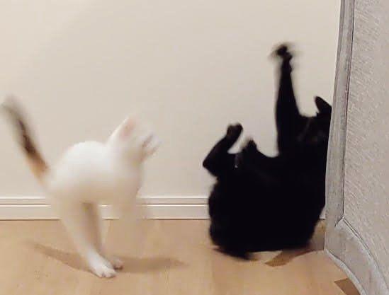 ことり 洗練された極上ガール！