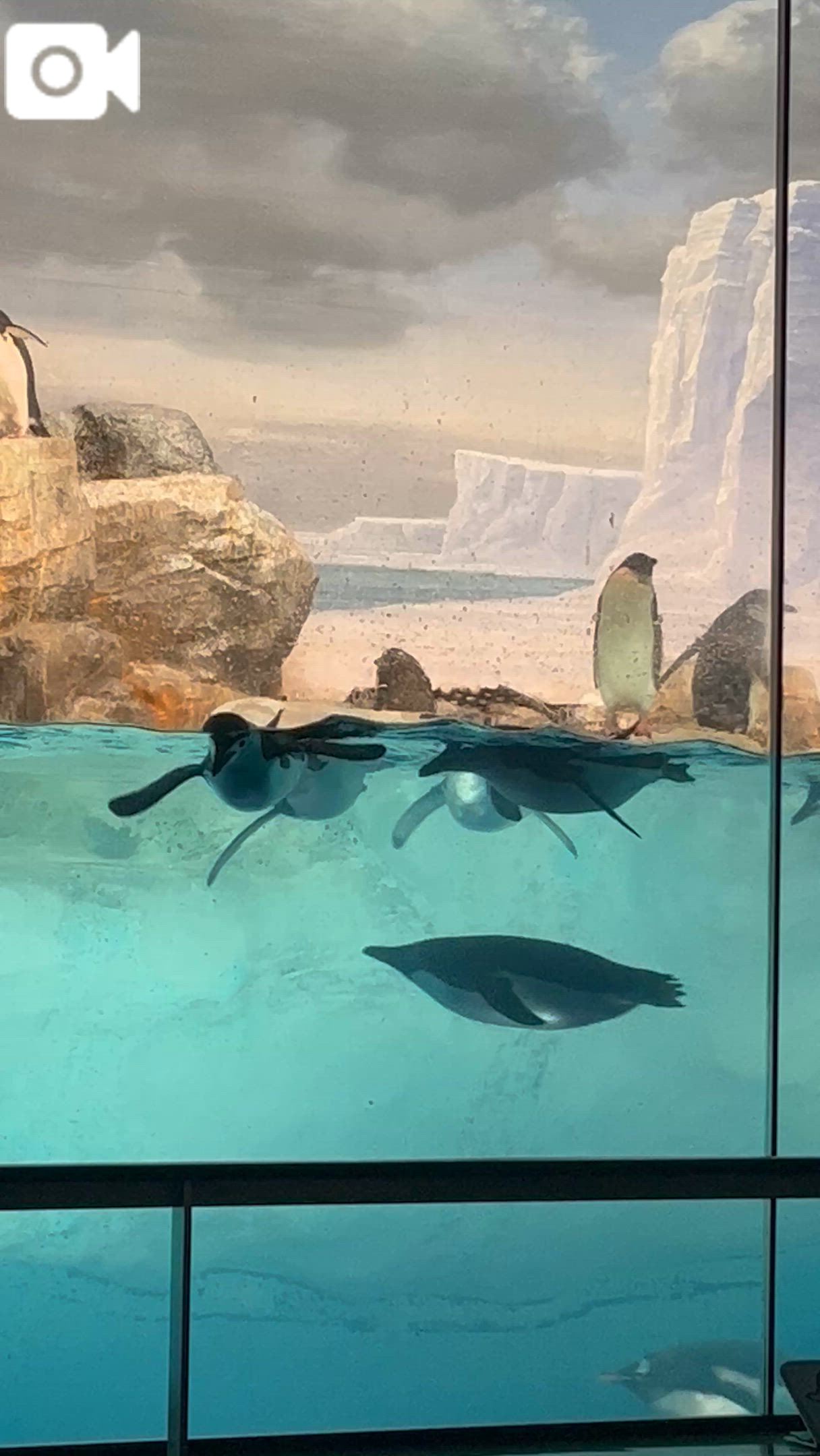 名古屋港水族館🦭