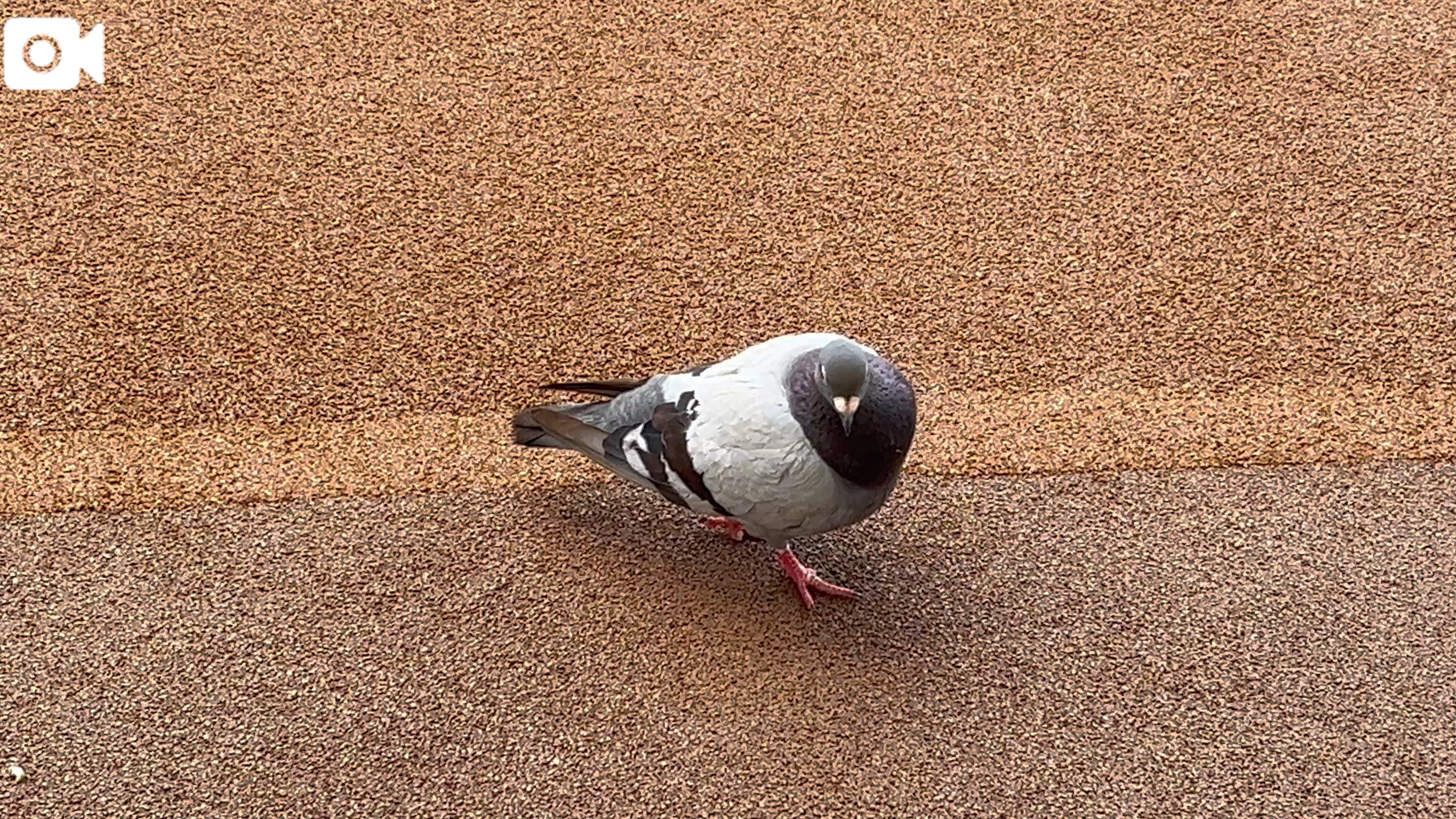 ハトも🐦