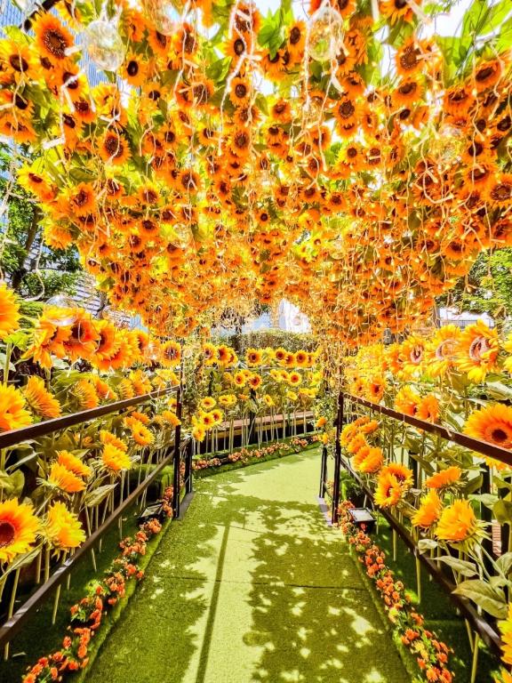 昼の向日葵🌻