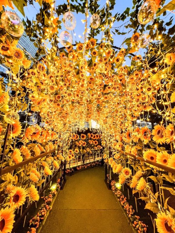 夕方の向日葵🌻