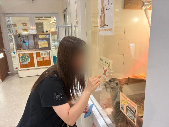 今回もミーアキャットいた
