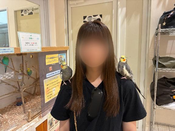 オカメインコ🦜