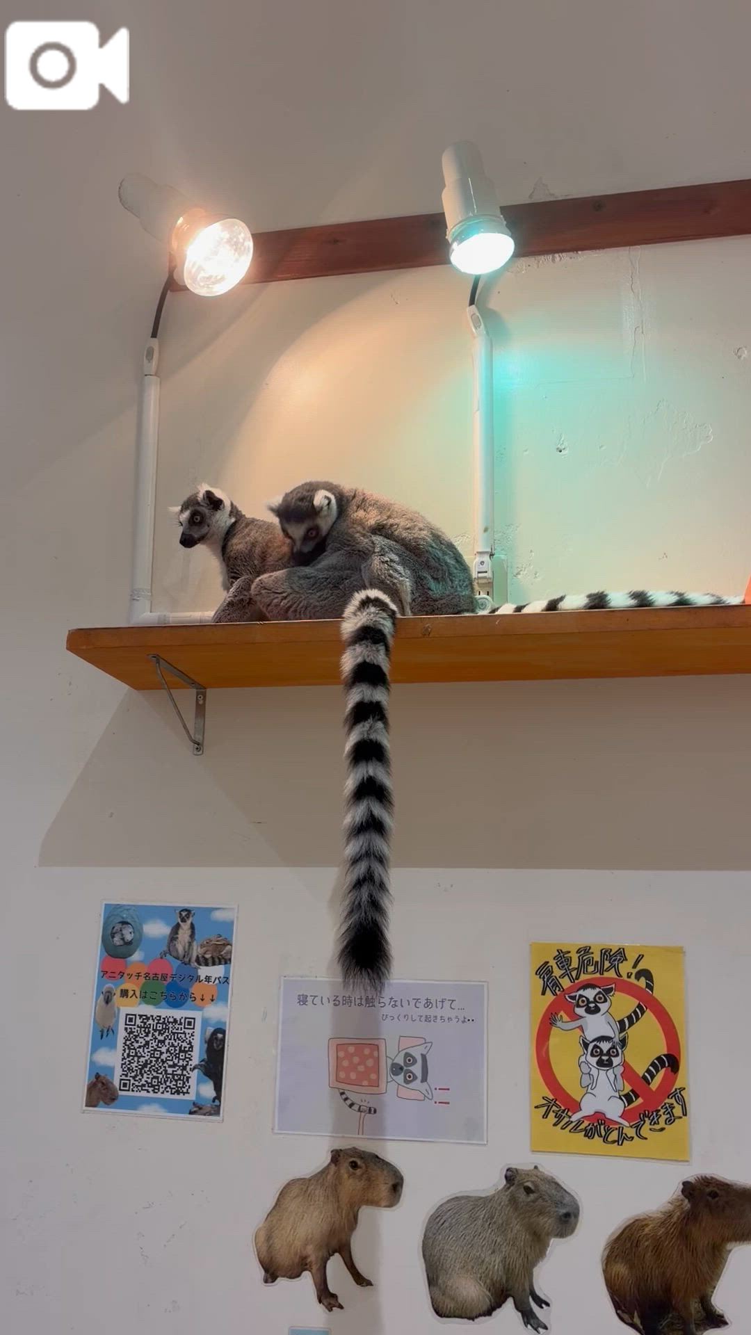 毛づくろい🎶